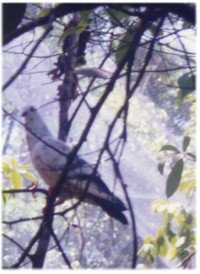 Bird in the park