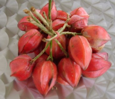 Native Fruit