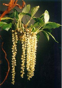 flower1.jpg (27029 bytes)