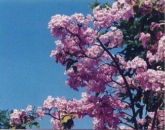 flower10.jpg (36251 bytes)