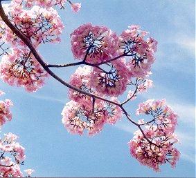 flower11.jpg (26183 bytes)
