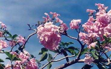 flower13.jpg (31169 bytes)
