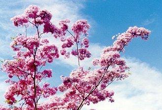 flower14.jpg (29445 bytes)