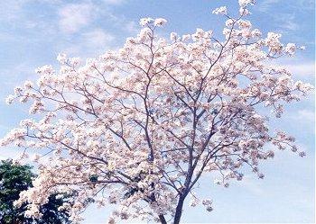 flower15.jpg (35506 bytes)