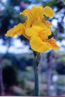 flower3.jpg (18064 bytes)