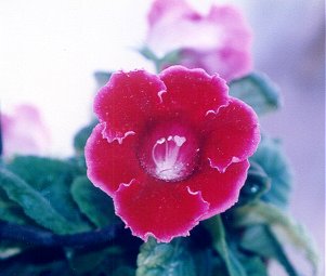 flower4.jpg (15411 bytes)