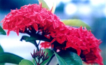 flower5.jpg (20311 bytes)
