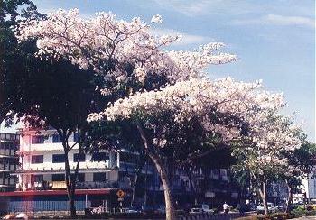 flower9.jpg (36196 bytes)