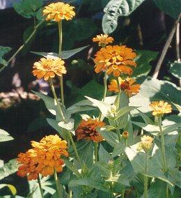flowercris.jpg (25762 bytes)