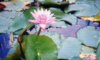flowerliliy1.jpg (19592 bytes)