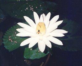 flowerlily2.jpg (12056 bytes)