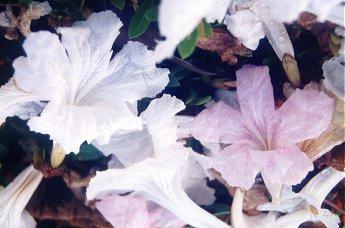 flowermcu.jpg (22575 bytes)