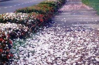 floweronfl.jpg (41063 bytes)