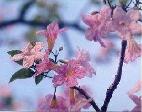 flowerrcu.jpg (21975 bytes)