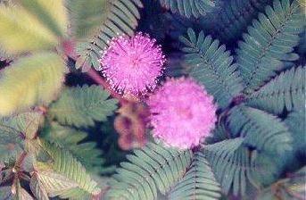 flowershy.jpg (24173 bytes)